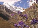 Nice alpine flowers.